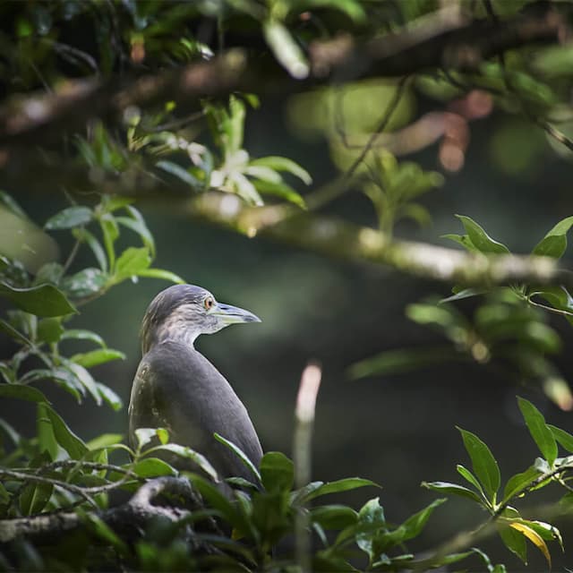 BIODIVERSITY ENHANCEMENT